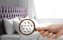 Detect Bed Bugs