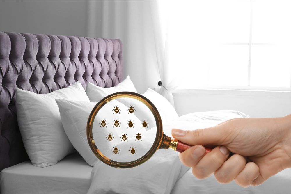 Detect Bed Bugs